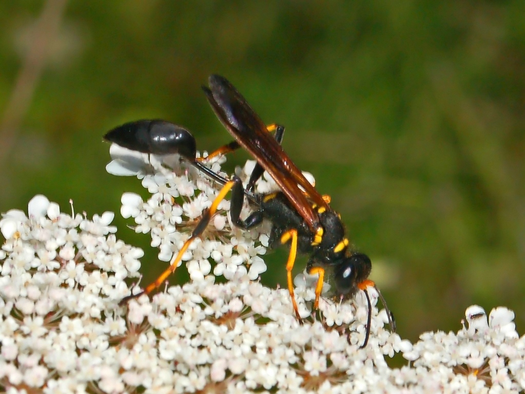 Un vitino da vespa Sceliphron caementarium